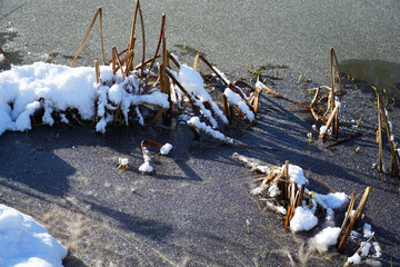 Dead reeds gripped by ice