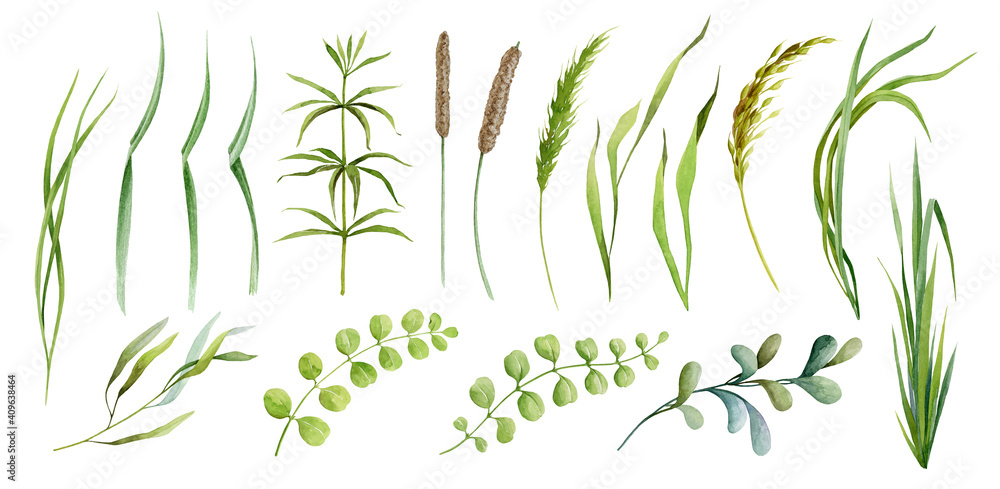 Wall mural Realistic green grass, herb and cereals spikelets plants watercolor set. Different kind field grass, wild herb element collection. Hand drawn botanical plant parts on white background.