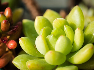 多肉植物の寄せ植え2