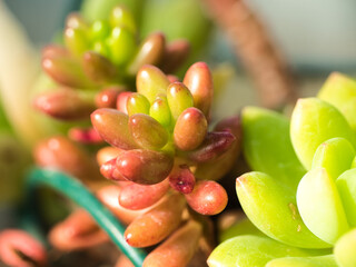 多肉植物の寄せ植え