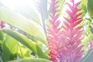 Red ginger flower (Alpinia purpurata) or Ostrich plume, red tropical flower with blurred nature background. Selectived focus.