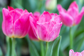 Colorful tulips on a windy spring day