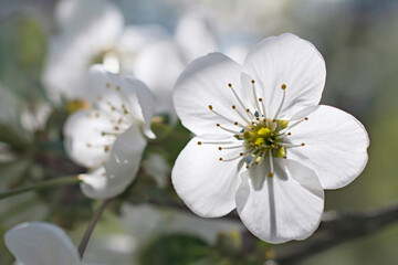 Super macro view of  lonely  white cherry tree flowers