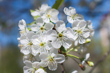 The beautiful tender sprig of cherry tree flowers.
