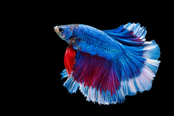 Fototapeta premium Movement power of betta fighting fish over isolated black background. The moving moment beautiful of white, blue and red siamese betta fish with copy space.
