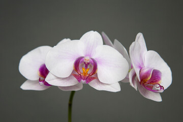 pink orchid flowers on grey background