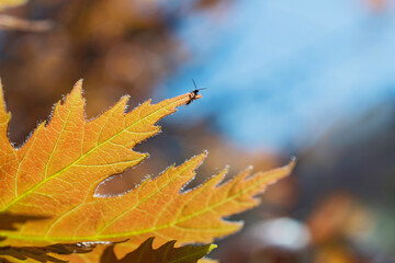 The small long mustache insect seats on the fresh orange leaf