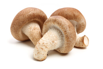 Shiitake mushroom on the White background 