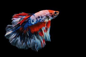 Movement power of betta fighting fish over isolated black background. The moving moment beautiful of white, blue and red siamese betta fish with copy space.