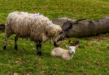 Obraz premium A ewe tenderly nuzzles her lamb in a field near Market Harborough, UK