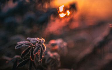 Morning nature in sunlight and dew