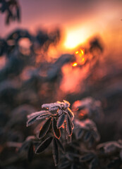 Morning nature in sunlight and dew