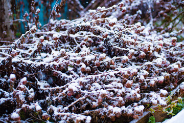 moss covered with snow