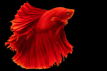 Red Siamese betta fighting fish beautiful luxury movement dance power over isolated black background. Animal hobby underwater concept.