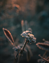 Frosen nature