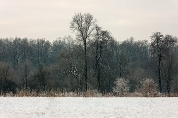 Drzewa o poranku mroźny śnieg 