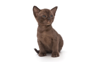 Small kitten of the European Burmese