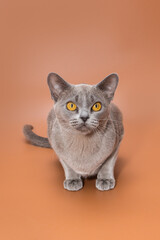 Obraz premium Beautiful cat of the European Burmese breed