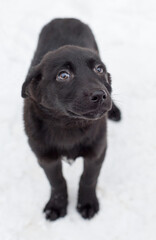 Cute and affectionate stray  black puppy
