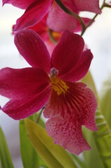 red orchid flower