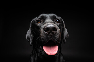 Fototapeta premium Portrait of a Labrador Retriever dog on an isolated black background.