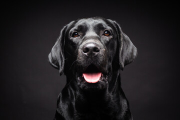 Fototapeta na wymiar Portrait of a Labrador Retriever dog on an isolated black background.