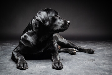 Portrait of a Labrador Retriever dog on an isolated black background.