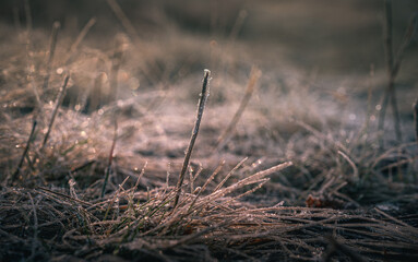 Morning nature in sunlight and dew