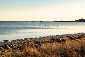 nature reserve - Etang de Thau
