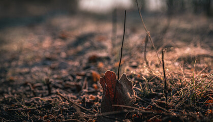 Morning nature in sunlight and dew