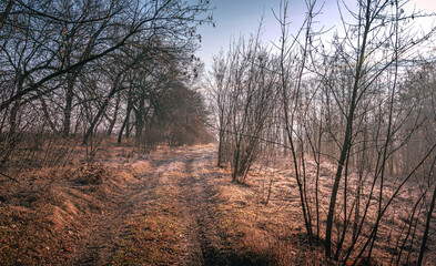 Winter moring among fields