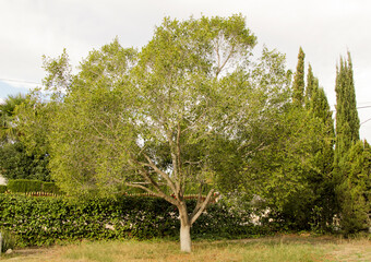 Ficus Benjamina tree in the garden