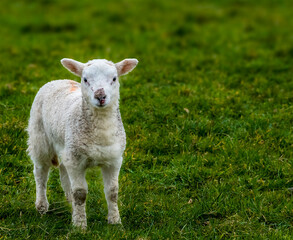 A young lamb stands alert in a field near Market Harborough, UK in springtime
