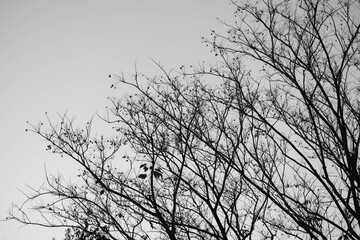 Trees and the sky at park bangkok Thailand.	