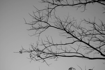 Trees and the sky at park bangkok Thailand.	
