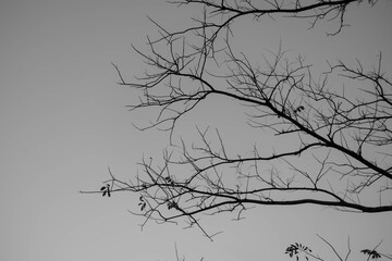 Trees and the sky at park bangkok Thailand.	