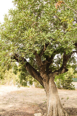 Ceratonia Siliqua tree in the garden in Spain