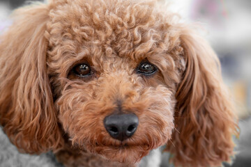 toy poodle close-up