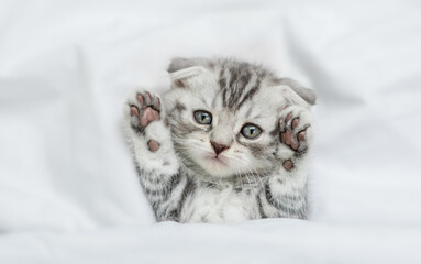 Cute tabby kitten lying under warm blanket on a white bed at home. Top down view