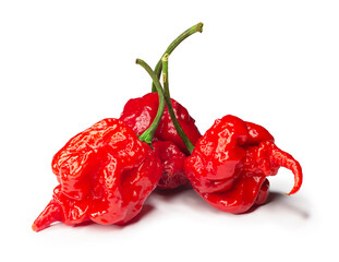 Carolina Reaper, the hottest chile pepper Capsicum chinense, whole ripe pod, isolated on white...