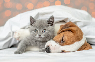 Gray kitten and jack russell terrier puppy sleep together under warm white blanket on a bed ay home