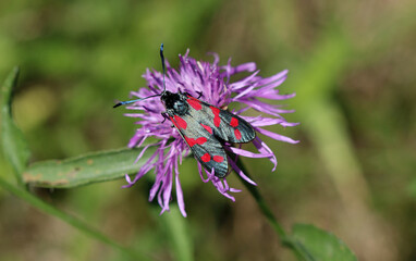 Sechsfleck-Widderchen - Six-spot burnet