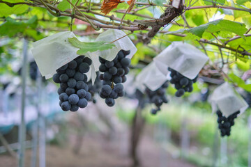 Grape Picking in Japan