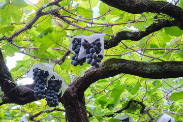 Grape Picking in Japan