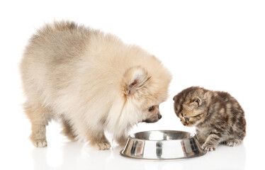 Obraz premium Pomeranian spitz puppy and tabby kitten eat together from one bowl. isolated on white background