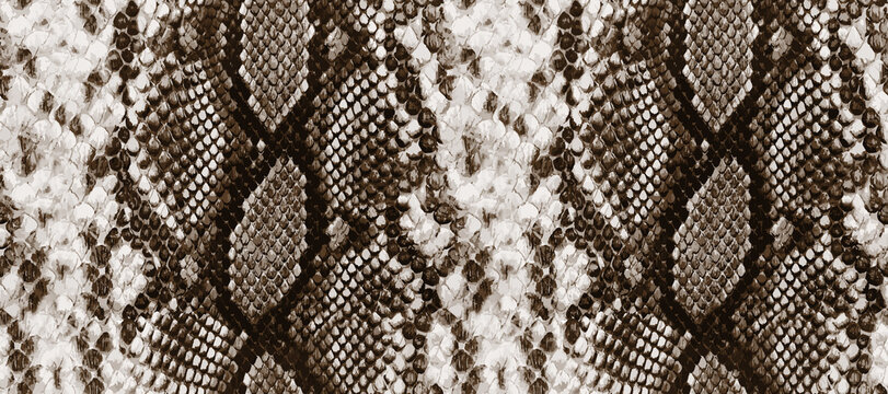 Seamless snake texture, python texture