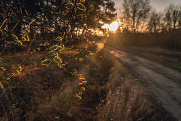 Spring landscape
