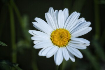 Obraz premium white daisy flower