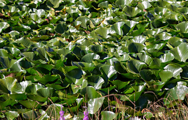 Obraz premium Blooming water lilies in a small lake