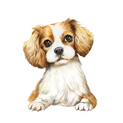 Watercolor portrait of dog King Charles Spaniel, white with red spots dog Spaniel 